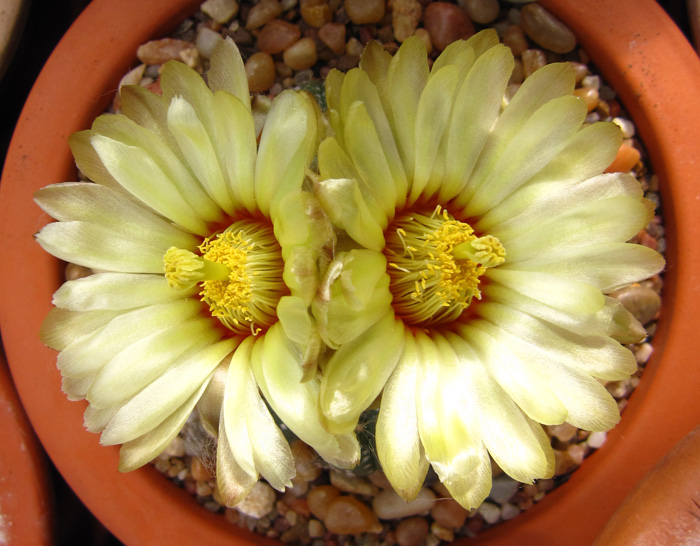 Astrophytum asterias in full bloom